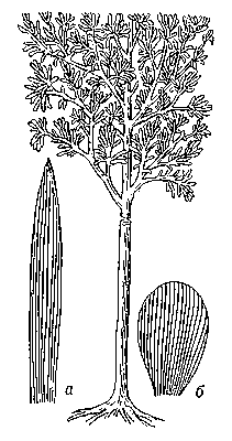 Рис. 1. Кордаитовые: реставрированное растение; а и б — листья.