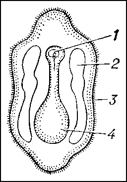 Диплеурула (схема): 1 — рот; 2 — парные целомические полости; 3 — мерцательный покров; 4 — кишечник.
