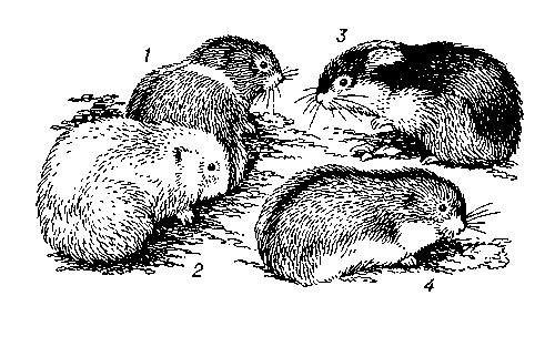 Лемминги: 1 — копытный (в летнем меху); 2 — он же (в зимнем меху); 3 — норвежский; 4 — обский.