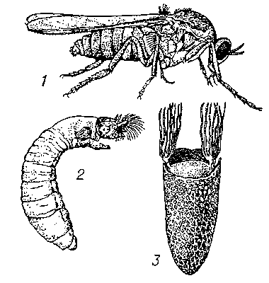 Серебристая мошка (Simulium argyreatum): 1 — взрослое насекомое; 2 — личинка; 3 — куколка.