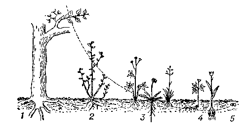 Рис. 1. Жизненные формы: 1 — фанерофиты (тополь, омела); 2 — хамефиты (черника); 3 — гемикриптофиты (лютик, одуванчик, щучка); 4 — геофиты (ветреница, тюльпан); 5 — семя терофитов (фасоль). Почки увеличены, обозначены чёрным, соединены пунктирной линией.