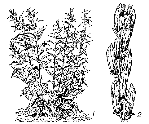Кунжут: 1 — растение; 2 — часть стебля с коробочками.