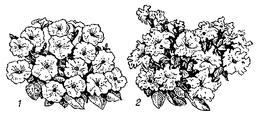 Петуния гибридная: 1 — с простыми цветками; 2 — с гофрированными цветками.