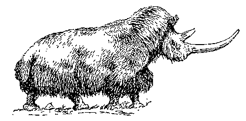 Рисунок к ст. Волосатый носорог.