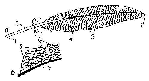 Схема строения контурного пера: а — общий вид пера; б — часть пера (увеличено); 1 — стержень; 2 — опахала; 3 — очин; 4 — ствол; 5 — бородки; 6 — бородочки.