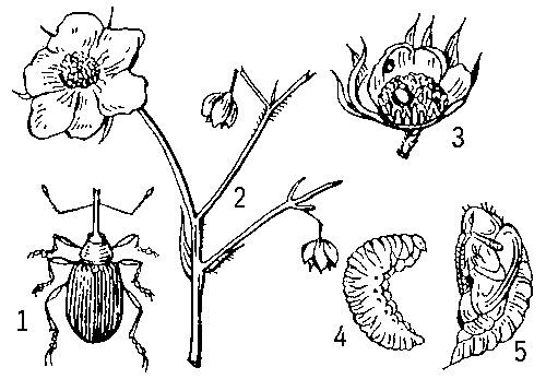 Малинно-земляничный долгоносик: 1 — жук; 2 — бутоны, поврежденные жуком; 3 — яйцо внутри скрытого бутона; 4 — личинка; 5 — куколка.
