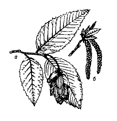 Хмелеграб обыкновенный: а — ветвь с плодушными серёжками; б — тычиночная серёжка.