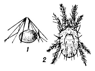 Обыкновенный паутинный клещ: 1 — яйцо, приклеенное к паутине; 2 — взрослый клещ (самка).