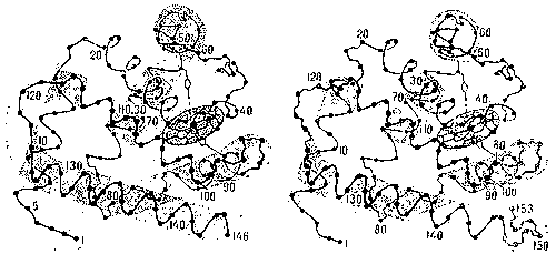 Схема пространственной структуры миоглобина (справа) и бета-цепи гемоглобина (слева). Чёрными кружками указано положение каждого десятого остатка аминокислоты, прямые тяжи — спирализованные участки; группа гема представлена в виде диска.