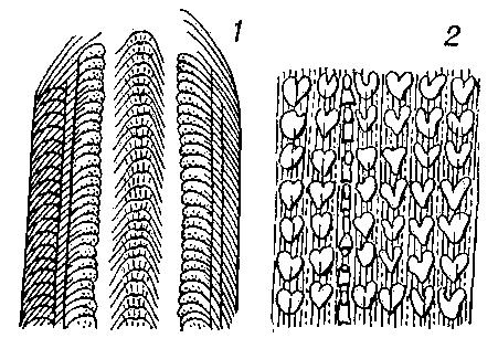 Рис. 2. Разные типы тёрок: 1 — тёрка лужанки; 2 — часть тёрки прудовика.