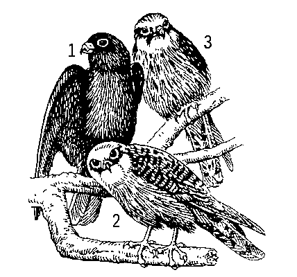 Обыкновенный кобчик: взрослые птицы — самец (1) и самка (2); молодая птица (3).