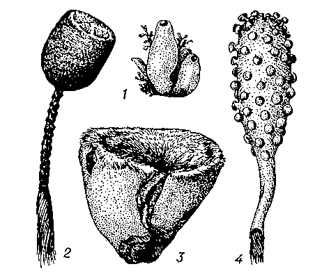 Рис. 1. Представители основных групп губок: 1 — известковая губка — Leucandra sp., 2 — шестилучевая — Hyalonema sieboldti, 3 — четырёхлучевая — Stelletta validissima, 4 — кремнероговая — Chondrocladia gigantea.