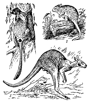 Кенгуру: 1 — древесный кенгуру Бенетта; 2 — поперечно полосатый кенгуру; 3 — рыжий гигантский кенгуру.