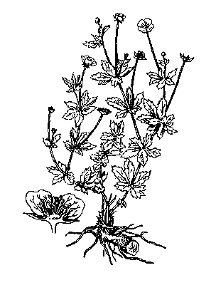 Лапчатка прямостоячая (калган); слева — цветок в продольном разрезе.
