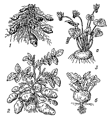 Клубни: 1 — корневые подземные клубни у георгины; 2 — подземные стеблевые клубни картофеля; 3 — надземные стеблевые клубни цикламена (а) и кольраби (б).