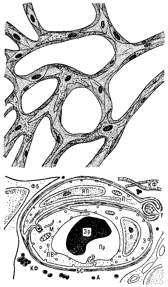 Рис. 1. Схема сети кровеносных капилляров в тканях (I) и поперечного среза кровеносного капилляра (II): Пр — просвет капилляра; Эр — эритроцит; Я — ядро эндотелиальной клетки; Э — цитоплазма эндотелиальной клетки; М — митохондрия; ПВ — микропиноцитозные везикулы; БС — базальный слой кровеносного капилляра; ЯП — ядро перицита; П — цитоплазма перицита; Т — терминаль двигательного нерва; А — адвентициальный слой; КФ — коллагеновые фибриллы; Фб — фибробласт.