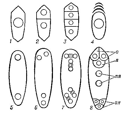 Схема развития зародышевого мешка нормального типа: 1 — макроспороцит; 2 — диада; 3 — тетрада; макроспор; 4 — 1-ядерный мешок и три отмирающие макроспоры; 5 — 2-ядерный мешок; 6 — 4-ядерный мешок; 7 — телофаза третьего митоза, 8-ядерный мешок; 8-зрелый зародышевый мешок; с — синергиды, я — яйцеклетка, пя — полярные ядра, ан — антиподы.