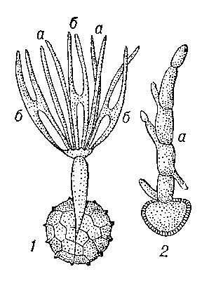 Рис. 3. Размножение головнёвых грибов: 1 — прорастание споры Tilletia tritici (а — базидиоспоры; б — копуляция базидиоспор); 2 — прорастание споры Ustilago avenae (а — четырёхклеточная базидия с базидиоспорами).