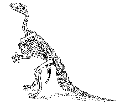Скелет игуанодона (Iguanodon bernissartensis).