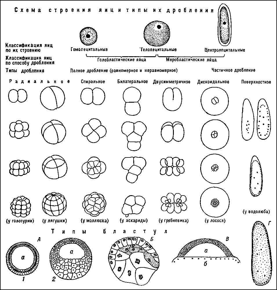 Схема строения яиц, типы их дробления и типы бластул: А — целобластула (1 — равномерная, 2 — неравномерная: а — бластоцель); Б — стерробластула; В — дискобластула (а — бластоцель, б — желток); Г — перибластула.