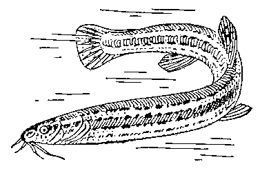 Вьюн Misgurnus fossilis.
