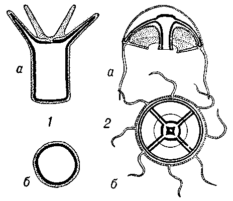 Рис. 1. Строение кишечнополостных (схема): 1 — полип, 2 — медуза; продольные (а) и поперечные (б) разрезы (серым обозначена эктодерма, чёрным — энтодерма).