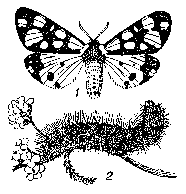 Сельская медведица (Arctia villica): 1 — бабочка, 2 — гусеница.