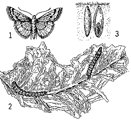 Луговой мотылёк: 1 — бабочка; 2 — гусеница на поврежденном ею листке; 3 — коконы.