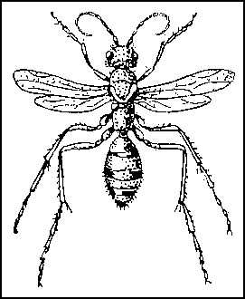 Дорожная оса Priocnemis brachypterus.