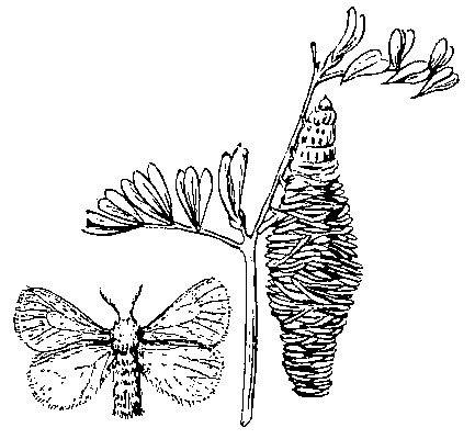 Горошковая мешочница: слева — бабочка-самец, справа — гусеница в чехлике.