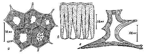 Каменистые клетки: а — в околоплоднике груши (брахисклереиды); б — в семенной оболочке фасоли (макросклереиды); в — в листе чая.