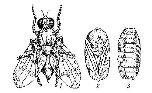 Вишнёвая муха: 1 — самец, 2 — куколка, 3 — ложнококон.