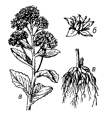 Очиток пурпуровый: а — верхняя часть растения; б — цветок; в — клубневидные корни.