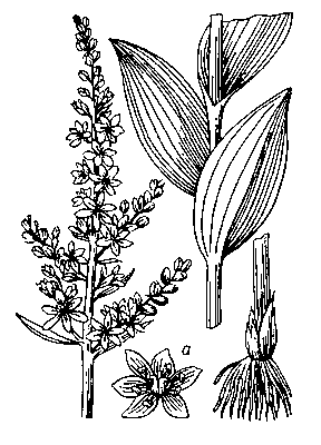 Чемерица Лобеля: верхняя, средняя и нижняя части растения; а — цветок.