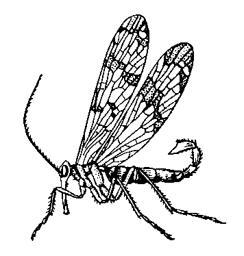 Скорпионница обыкновенная (Panorpa communis).