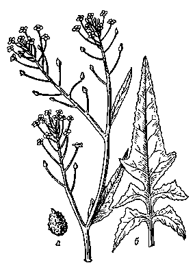 Свербига восточная, верхняя часть растения; а — плод; б — лист.