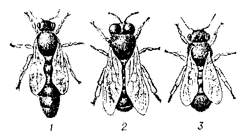 Особи пчелиной семьи: 1 — матка; 2 — трутень; 3 — рабочая пчела.