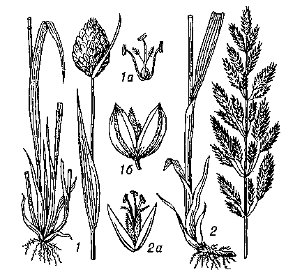Канареечник: 1 — канареечник канарский; 1а — детали цветка; 1б — колосок; 2 — канареечник тростниковидный; 2а — колосок.