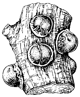 Сливовая ложнощитовка (Sphaerolecanium prunastri), самки.