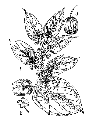 Актинидия острозубчатая: 1 — ветвь с цветками; 2 — цветок; 3 — плод.