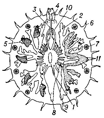 Myzostomum sp. (схема строения): 1 — кишка; 2 — выросты кишки; 3 — пищевод; 4 — хоботок; 5 — ножка; 6 — усик; 7 — присоска; 8 — клоака; 9 — брюшная нервная цепочка; 10 — окологлоточное нервное кольцо; 11 — семяпровод.