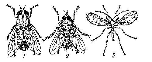 Двукрылые насекомые: 1 — бычий слепень; 2 — паразитическая муха — тахина; 3 — гессенская муха.