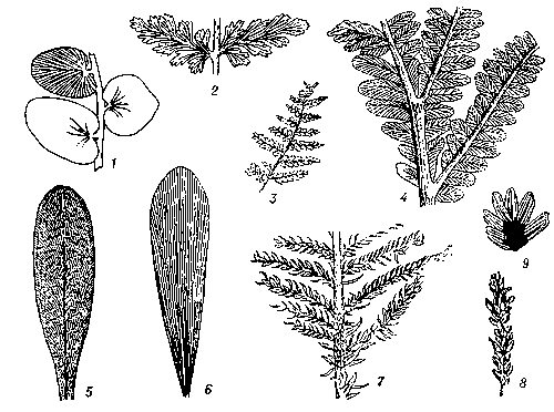 Характерные представители фауны пермского периода. Фораминиферы: 1, 2 — швагерина (1 — внешний вид, 2 — продольное сечение); 3, 4 — парафузулина (3 — внешний вид, 4 — внутреннее строение). Брахиоподы: 5 — прирастающая устрицеподобная форма—ольдгамина; 6 — аулостегес; 7 — строфалозия; 8, 9 — хорридония (8 — брюшная створка, 9 — спинная створка); 10, 11 — прирастающая кораллоподобная форма — рихтгофения (10 — внешний вид, 11 — продольный разрез брюшной створки); 12, 13 — лихаревия (12 — брюшная створка, 13 — вид сбоку); 14, 15 — канкринелла (14 — спереди, 15 — сбоку); 16 — птероспирифер. Мшанки: 17 — фенестелла (сетчатая мшанка); 18 — акантокладия (ветвистая). Двустворчатые моллюски: 19 — псевдомонотис; 20 — бакевеллия; 21 — схизодус; 22 — олигодон. Аммоноидеи: 23 — парагастриоцерас; 24, 25 — медликоттия; 26, 27 — прототоцерас. Рыбы: 28 — амблиптерус; 29 — акантодес.