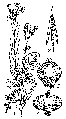 Брюква: 1 — верхняя часть цветущего растения и лист; 2 — стручок; 3 — кормовой корнеплод; 4 — столовый корнеплод.
