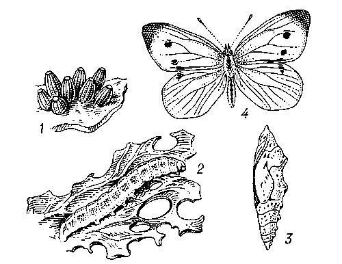 Капустная белянка: 1 — яйца; 2 — гусеница на поврежденном капустном листе; 3 — куколка; 4 — бабочка.