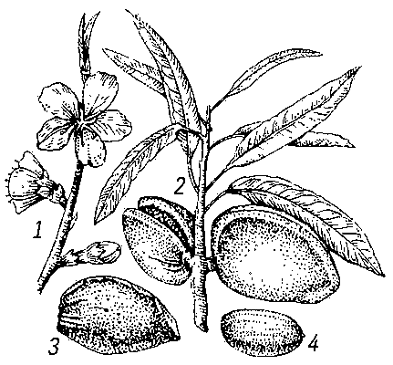Миндаль обыкновенный: 1 — ветвь с цветками; 2 — ветвь с плодами и листьями; 3 — орех; 4 — семя-ядро.