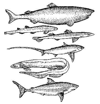 Акулы (сверху вниз): гренландская, морской кот, колючая, морская лисица, плащеносная, сельдевая.