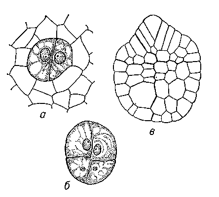 Рис.5. Развитие зародыша у растений разных систематических групп. У хвощей (Equisetum debileu Е. arwense): а и б — начальные фазы эмбриогенеза, в — более поздняя фаза, в апикальной части видна верхушечная клетка стебля.