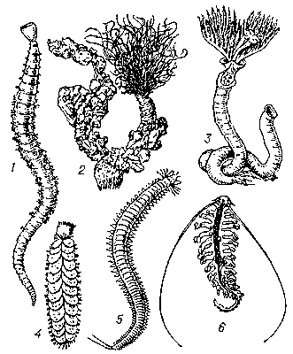 Многощетинковые черви: 1 — пескожил (Arenicola); 2 — Thelepus (в трубке, сложенной из песчинок); 3 — Serpula (в известковой трубке); 4 — Lepidonotus (спинная сторона прикрыта чешуйками, или элитрами); 5 — нереис; 6 — Tomopteris.
