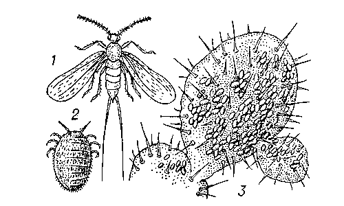 Мексиканская кошениль: 1 — самец; 2 — самка; 3 — самки, сидящие на кактусе.
